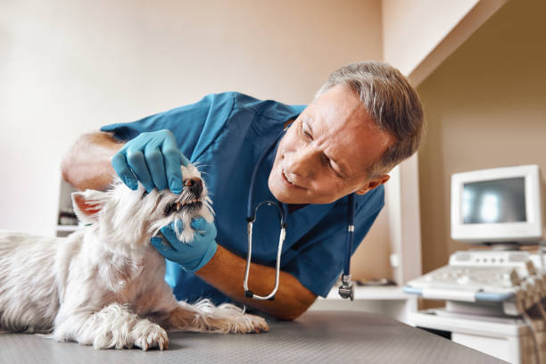 Best Same-Day Emergency Dental Services in Griggsvle, IL